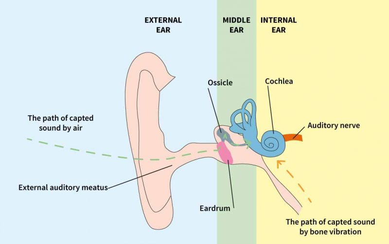 anatomical ear